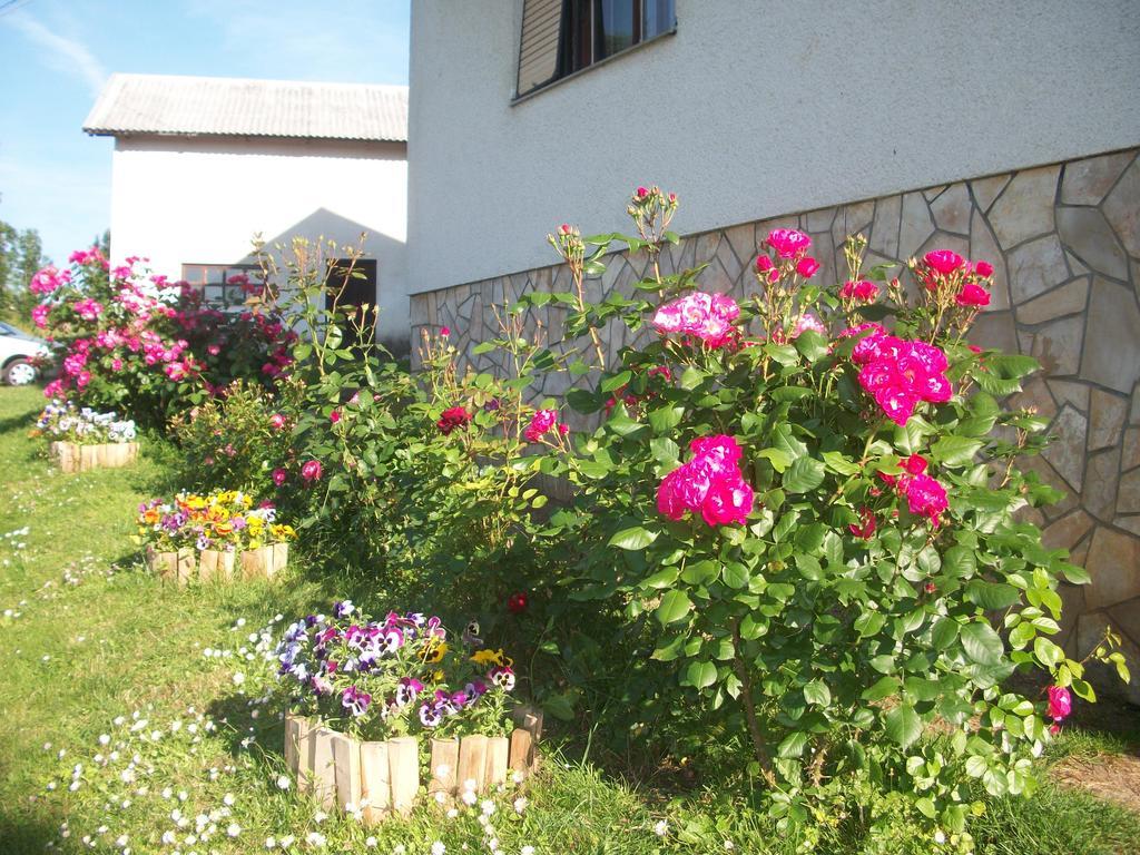 House Veljko Farm stay