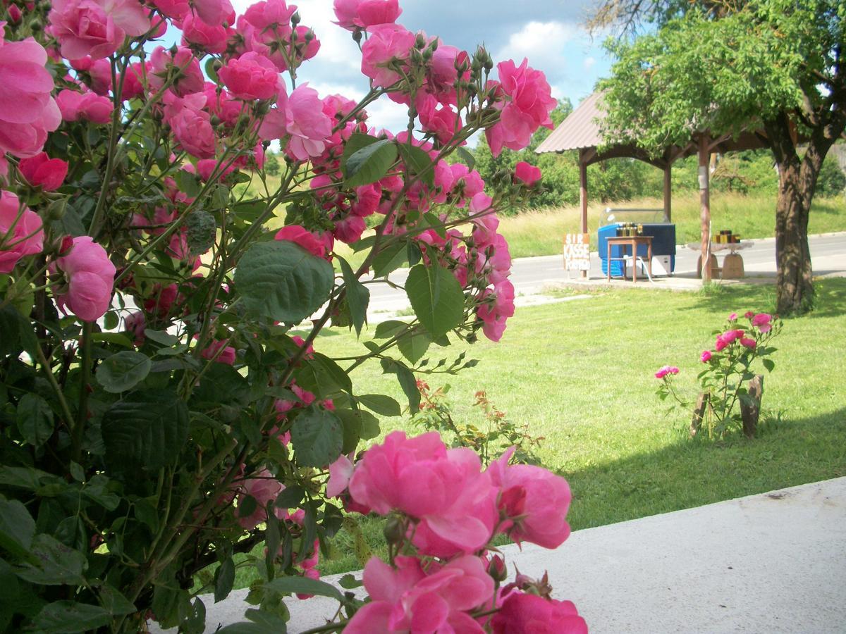 House Veljko Farm stay *